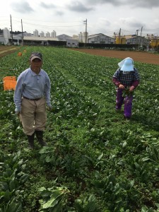 西宮源太郎ほうれん草